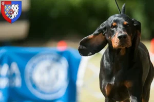 Read more about the article Black and Tan Coonhound breeders and puppies in Pays de la Loire