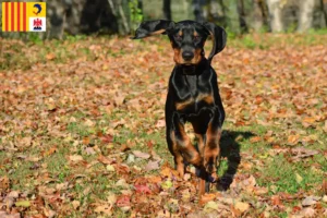 Read more about the article Black and Tan Coonhound breeders and puppies in Provence-Alpes-Côte d’Azur