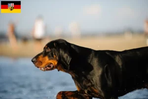 Read more about the article Black and Tan Coonhound breeders and puppies in Saarland