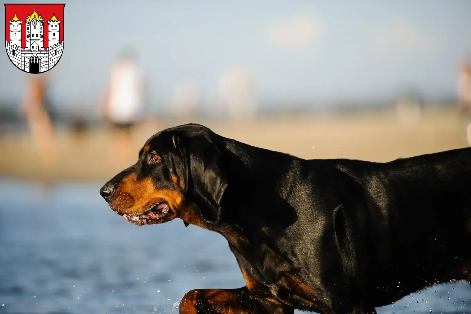 Read more about the article Black and Tan Coonhound breeders and puppies in Salzburg