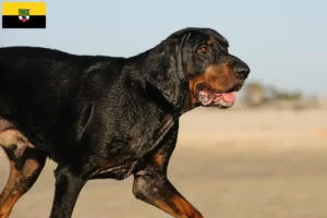 Read more about the article Black and Tan Coonhound breeders and puppies in Saxony-Anhalt