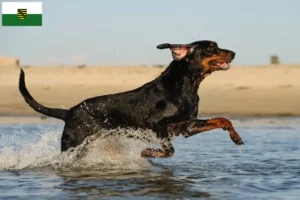 Read more about the article Black and Tan Coonhound breeders and puppies in Saxony