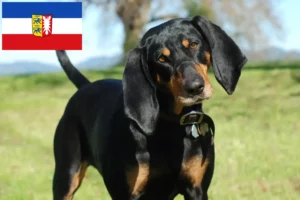 Read more about the article Black and Tan Coonhound breeders and puppies in Schleswig-Holstein