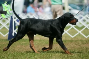 Read more about the article Black and Tan Coonhound breeders and puppies in Sjælland