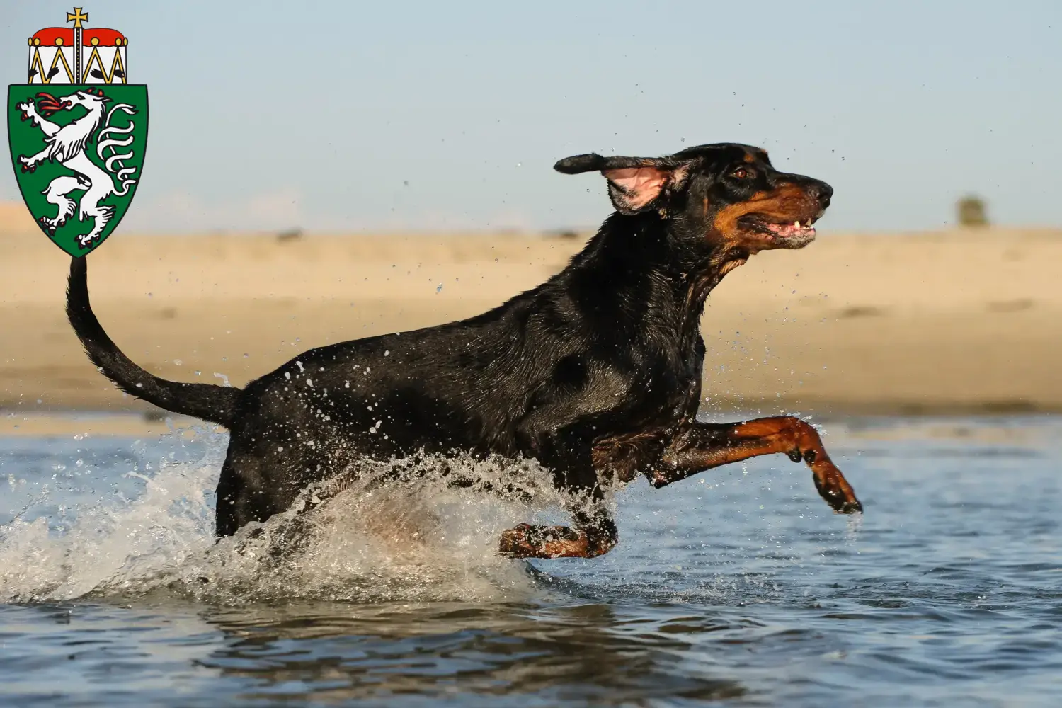 Read more about the article Black and Tan Coonhound breeders and puppies in Styria