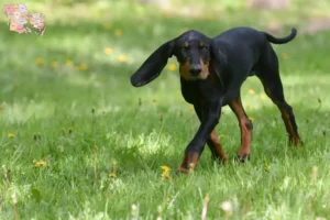 Read more about the article Black and Tan Coonhound breeders and puppies in Syddanmark