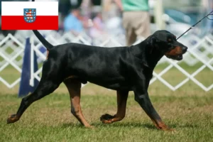 Read more about the article Black and Tan Coonhound breeders and puppies in Thuringia