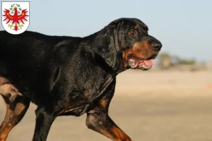 Read more about the article Black and Tan Coonhound breeders and puppies in Tyrol