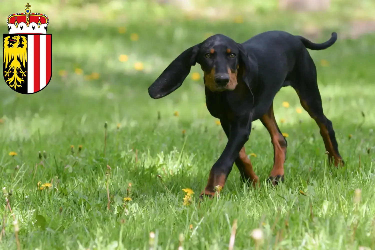 Read more about the article Black and Tan Coonhound breeders and puppies in Upper Austria