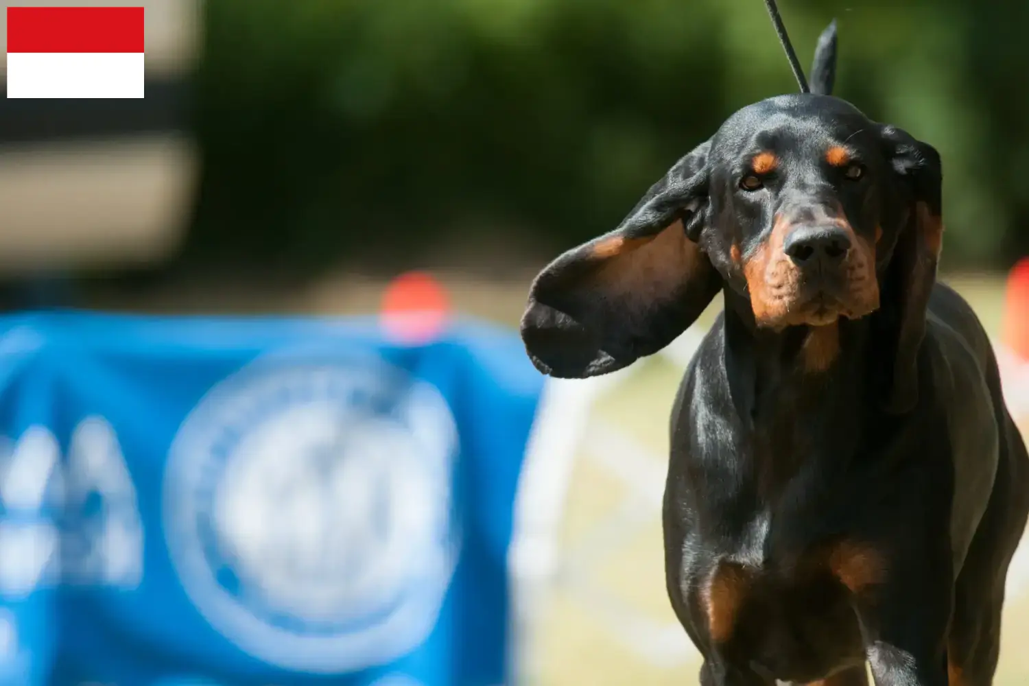 Read more about the article Black and Tan Coonhound breeders and puppies in Vienna