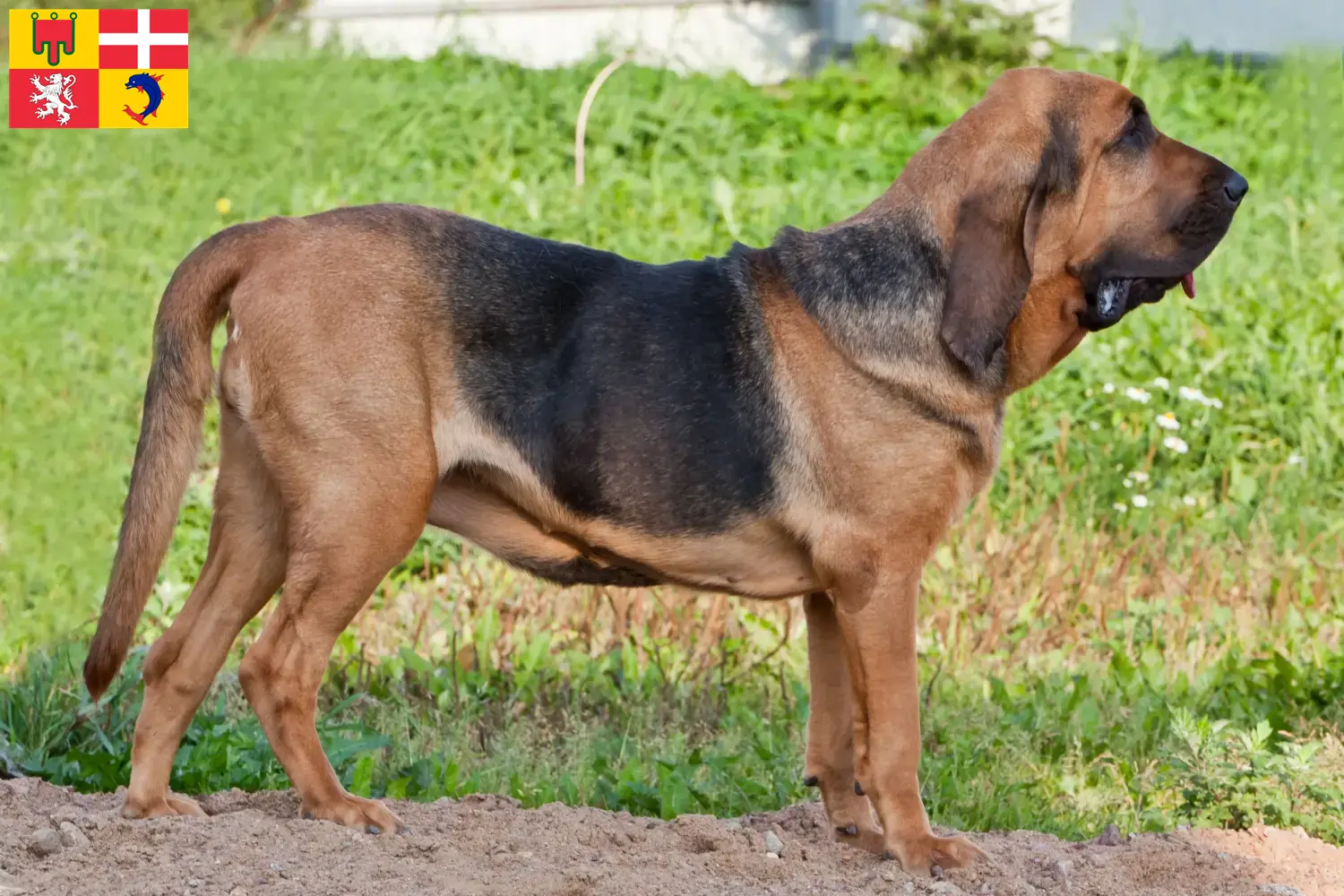 Read more about the article Bloodhound breeders and puppies in Auvergne-Rhône-Alpes