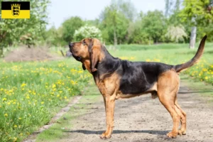 Read more about the article Bloodhound breeders and puppies in Baden-Württemberg