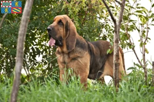 Read more about the article Bloodhound breeders and puppies in Bourgogne-Franche-Comté