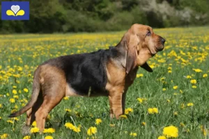 Read more about the article Bloodhound breeders and puppies in the Brussels-Capital Region