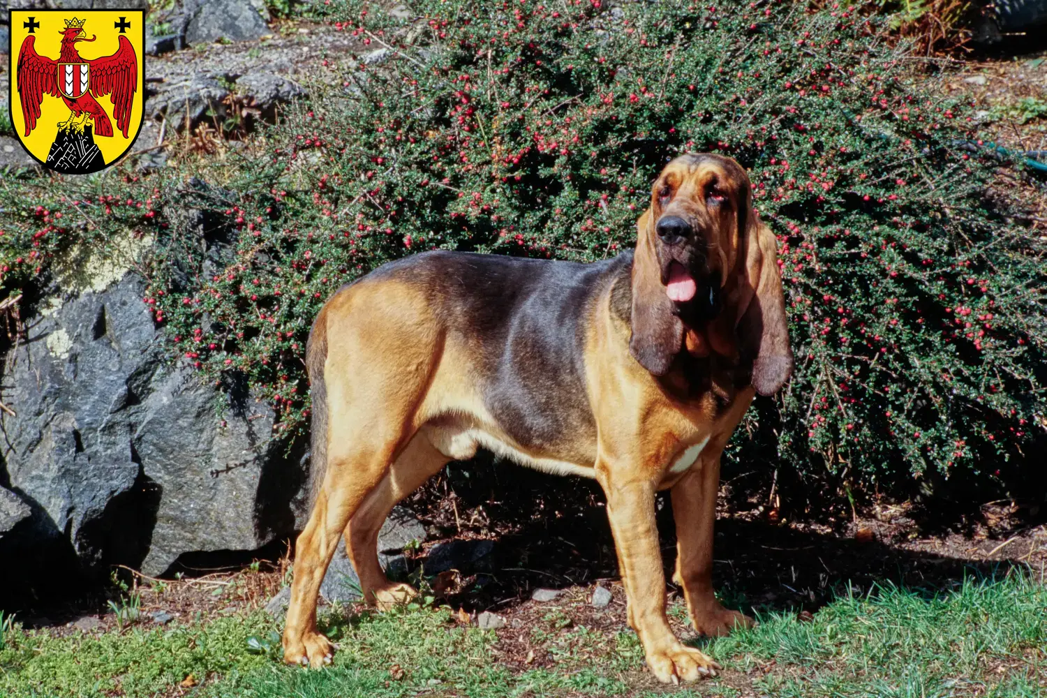 Read more about the article Bloodhound breeders and puppies in Burgenland