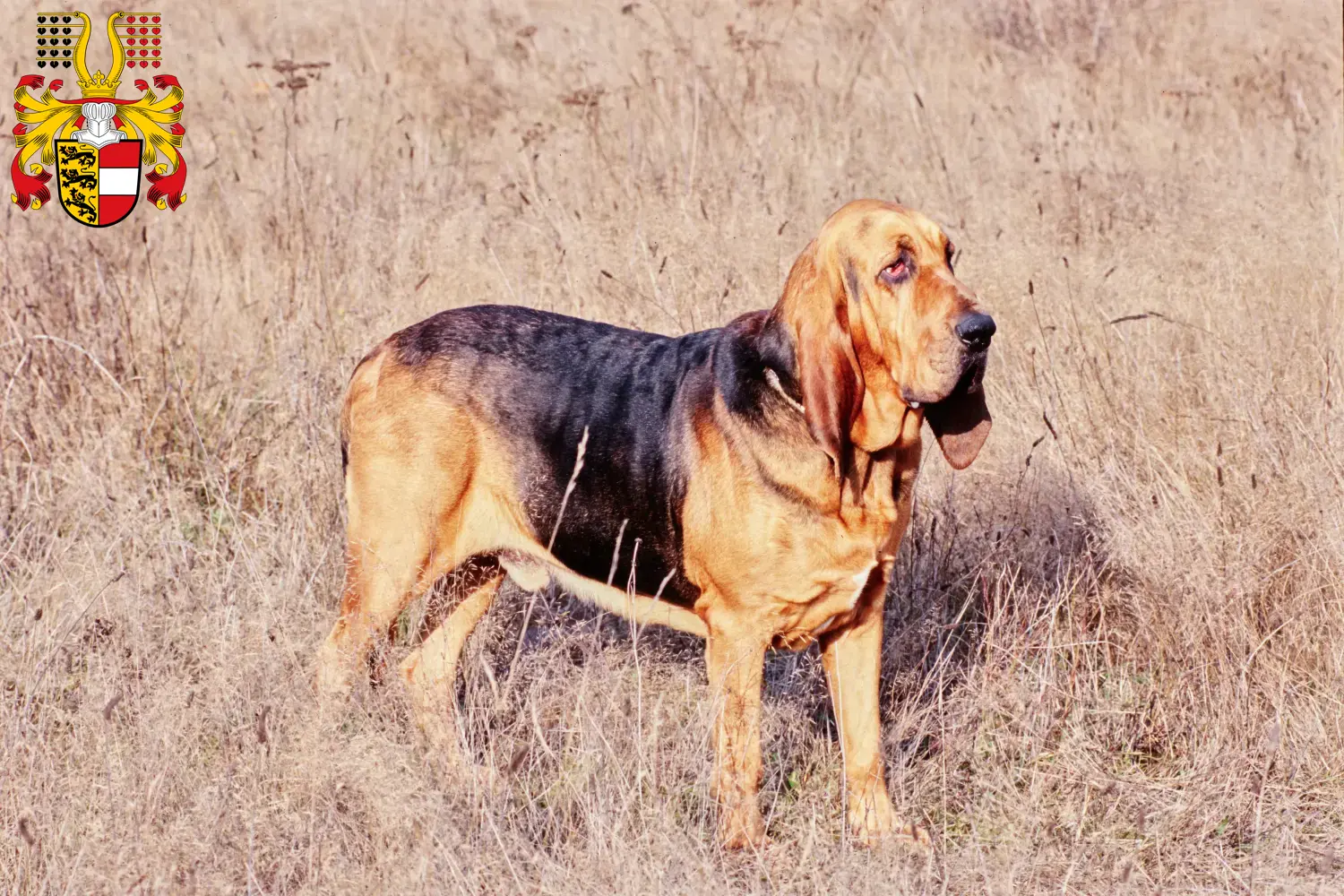 Read more about the article Bloodhound breeders and puppies in Carinthia