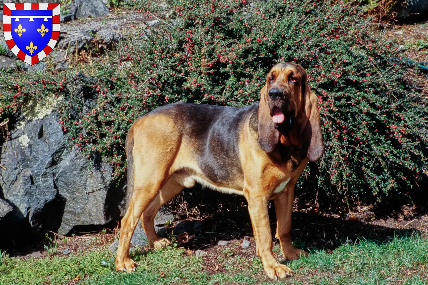 Read more about the article Bloodhound breeders and puppies in Centre-Val de Loire