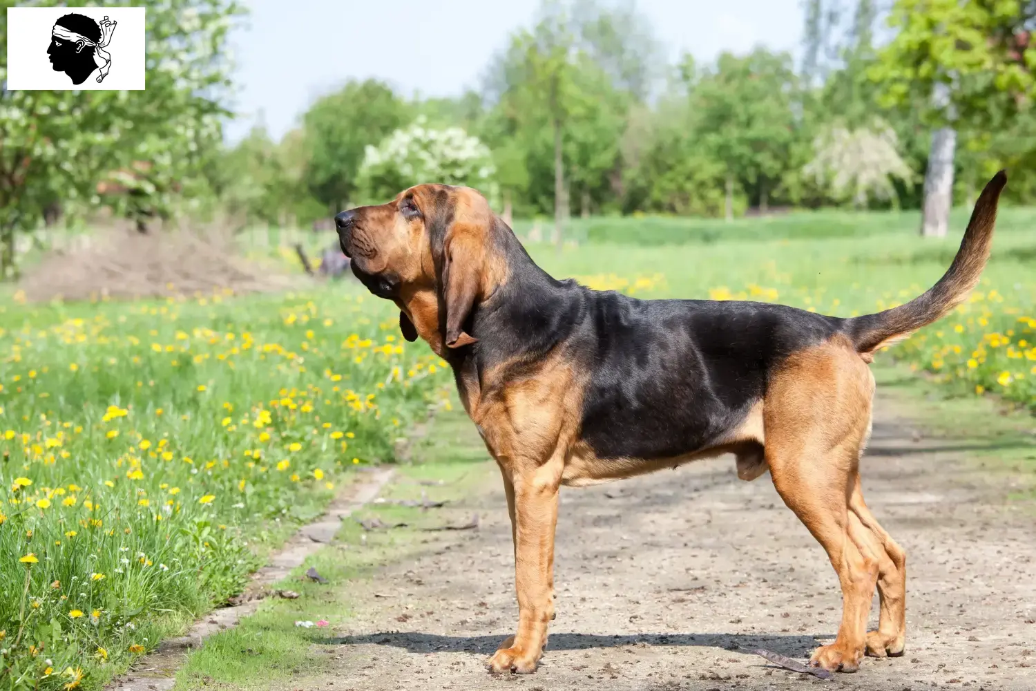 Read more about the article Bloodhound breeders and puppies in Corsica