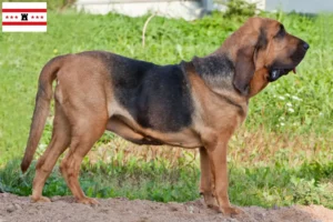 Read more about the article Bloodhound breeders and puppies in Drenthe