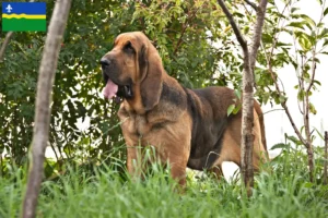 Read more about the article Bloodhound breeders and puppies in Flevoland