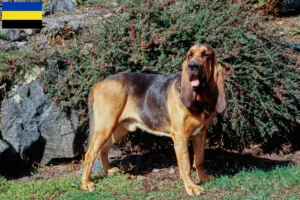 Read more about the article Bloodhound breeders and puppies in Gelderland