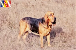 Read more about the article Bloodhound breeders and puppies in Grand Est