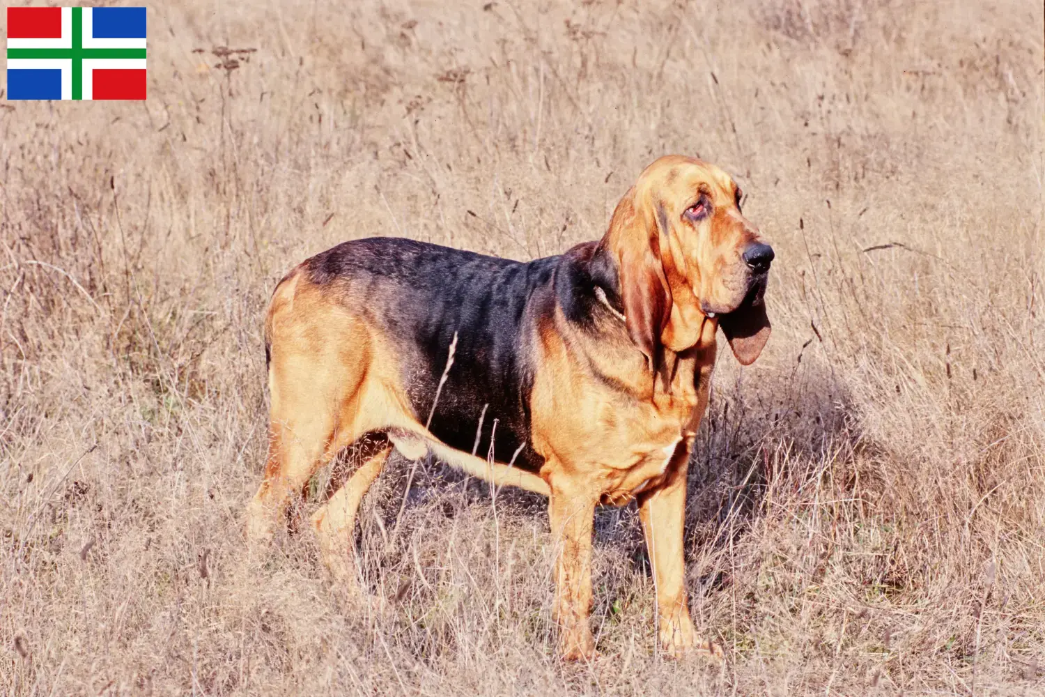 Read more about the article Bloodhound breeders and puppies in Groningen