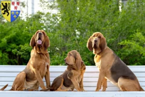 Read more about the article Bloodhound breeders and puppies in Hauts-de-France