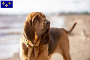 Read more about the article Bloodhound breeders and puppies in Île-de-France