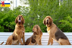 Read more about the article Bloodhound breeders and puppies in Limburg