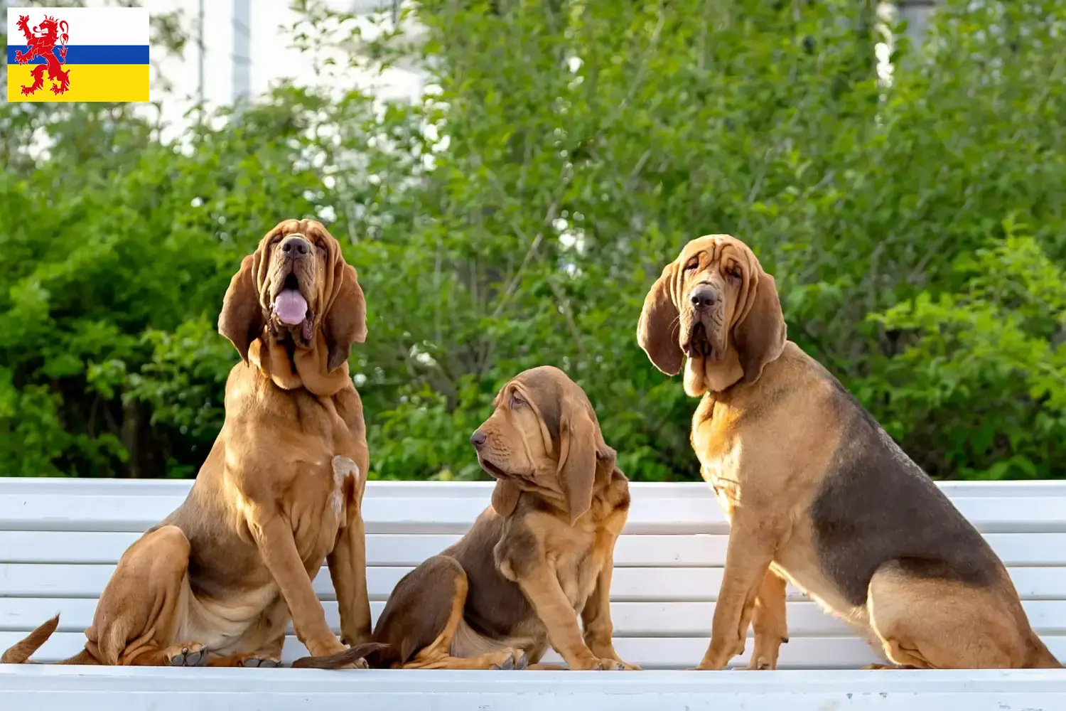 Read more about the article Bloodhound breeders and puppies in Limburg