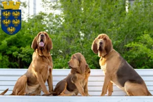 Read more about the article Bloodhound breeders and puppies in Lower Austria