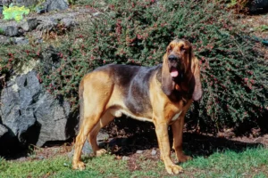 Read more about the article Bloodhound breeders and puppies in Midtjylland