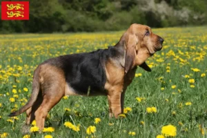 Read more about the article Bloodhound breeders and puppies in Normandy