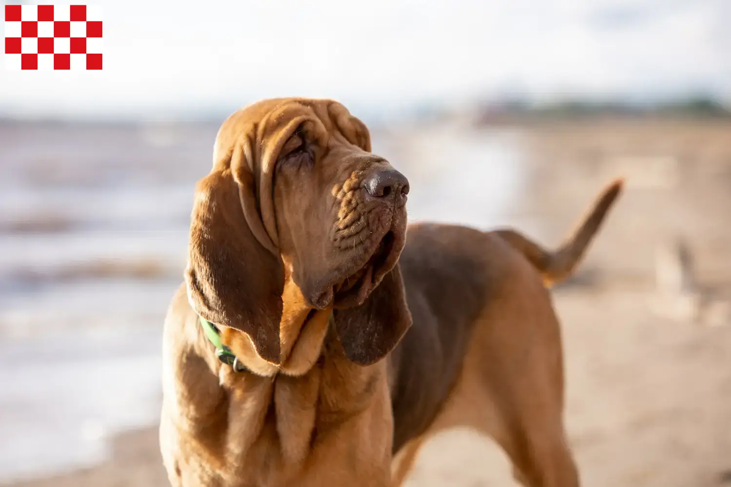 Read more about the article Bloodhound breeders and puppies in North Brabant