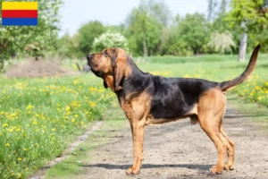 Read more about the article Bloodhound breeders and puppies in North Holland