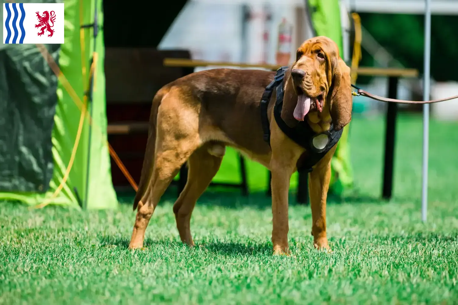 Read more about the article Bloodhound breeders and puppies in Nouvelle-Aquitaine