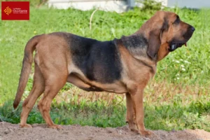 Read more about the article Bloodhound breeders and puppies in Occitania