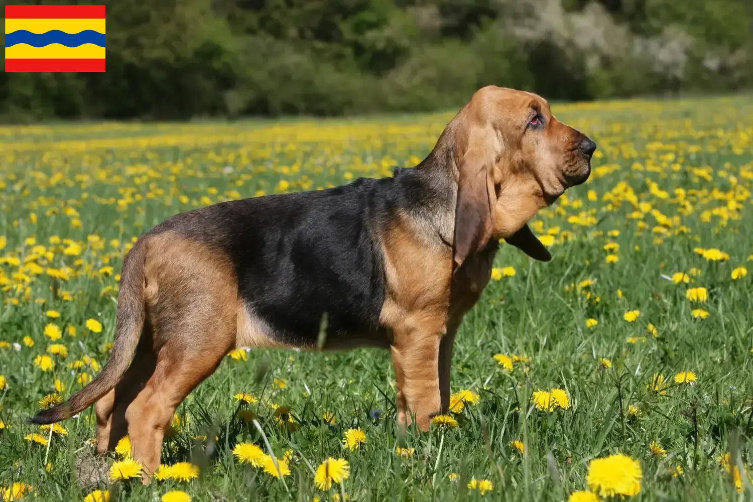 Read more about the article Bloodhound breeders and puppies in Overijssel