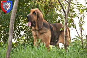 Read more about the article Bloodhound breeders and puppies in Pays de la Loire