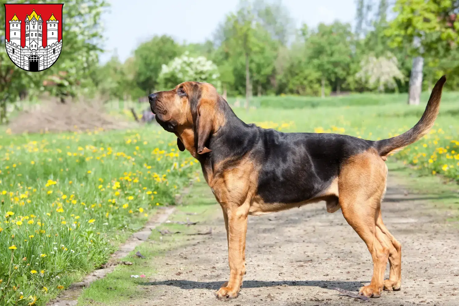 Read more about the article Bloodhound breeders and puppies in Salzburg