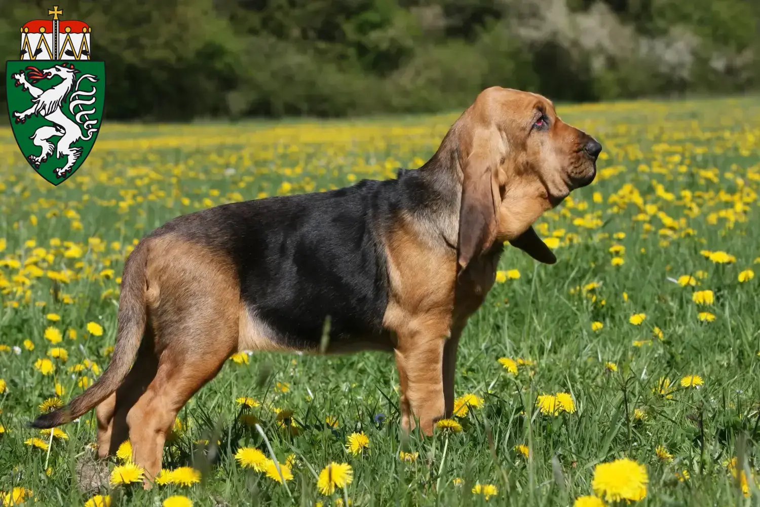 Read more about the article Bloodhound breeders and puppies in Styria
