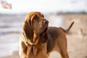 Read more about the article Bloodhound breeders and puppies in Syddanmark