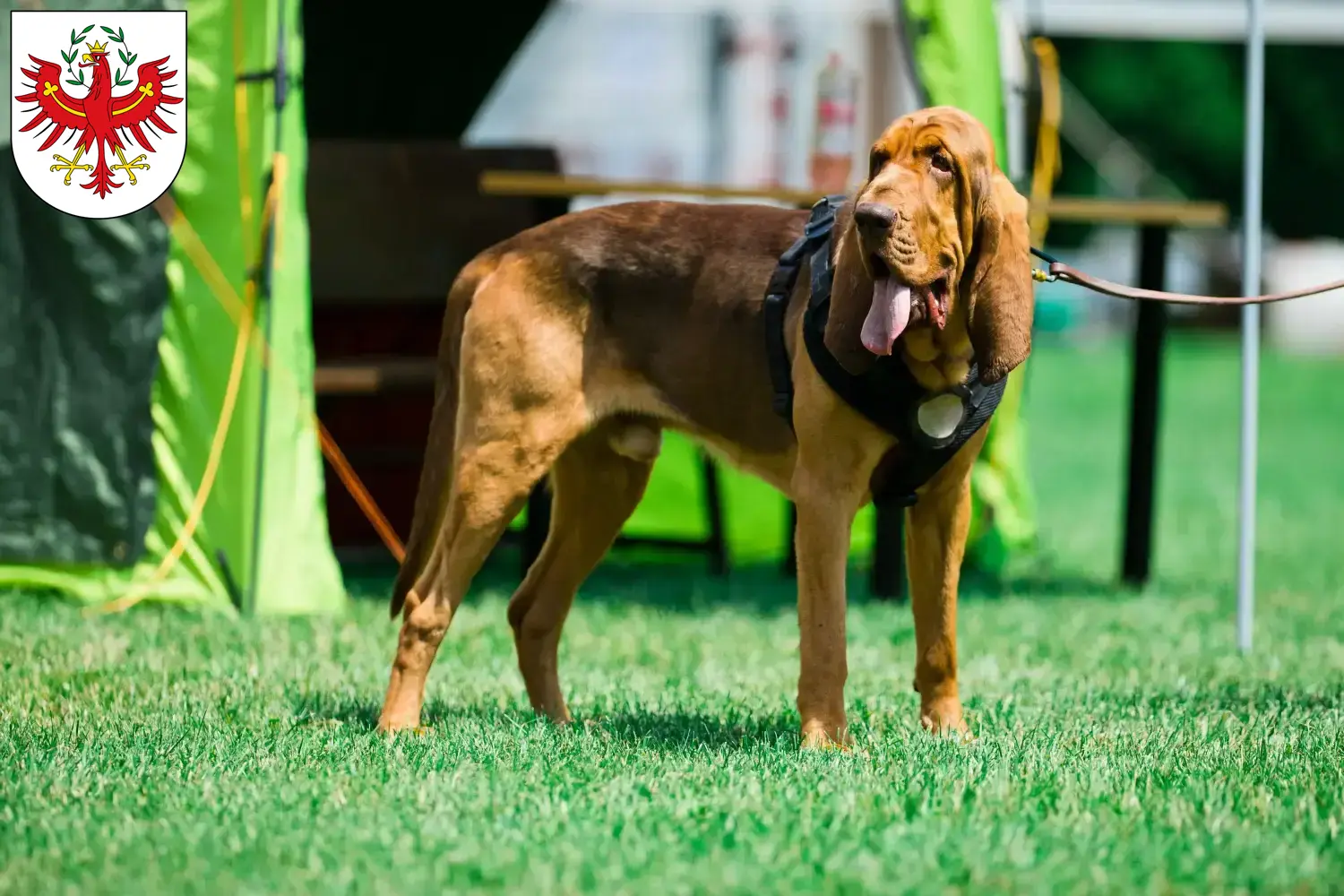 Read more about the article Bloodhound breeders and puppies in Tirol