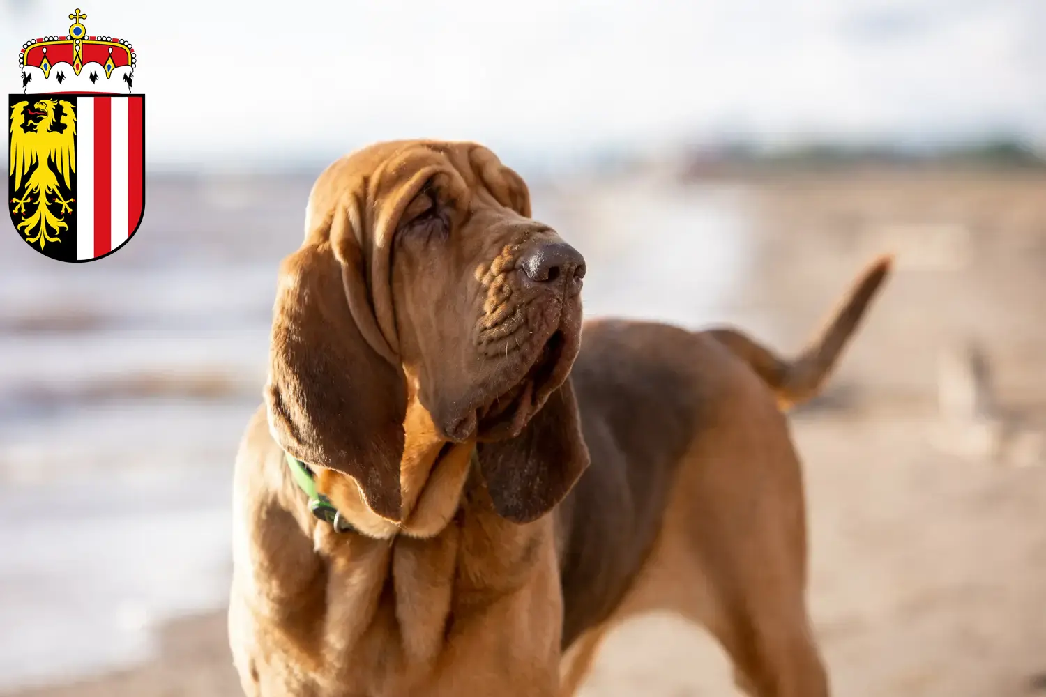 Read more about the article Bloodhound breeders and puppies in Upper Austria