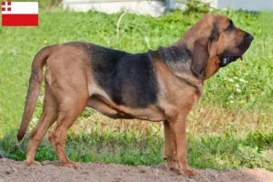 Read more about the article Bloodhound breeders and puppies in Utrecht