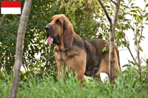 Read more about the article Bloodhound breeders and puppies in Vienna