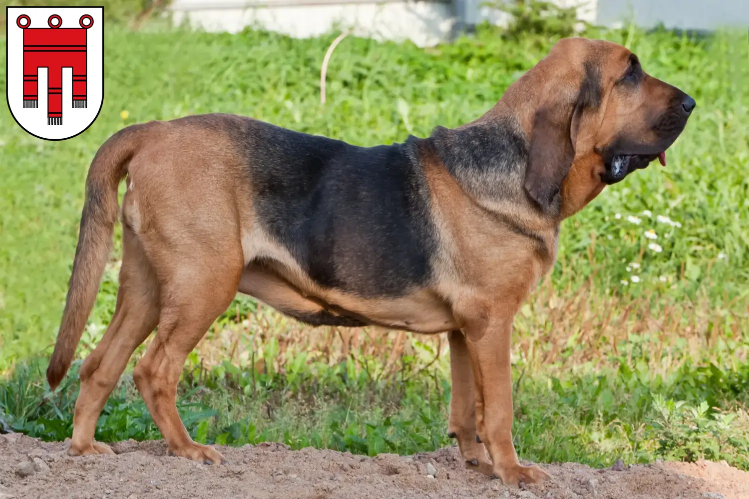 Read more about the article Bloodhound breeders and puppies in Vorarlberg