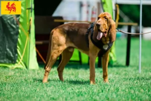 Read more about the article Bloodhound breeders and puppies in Walloon Region