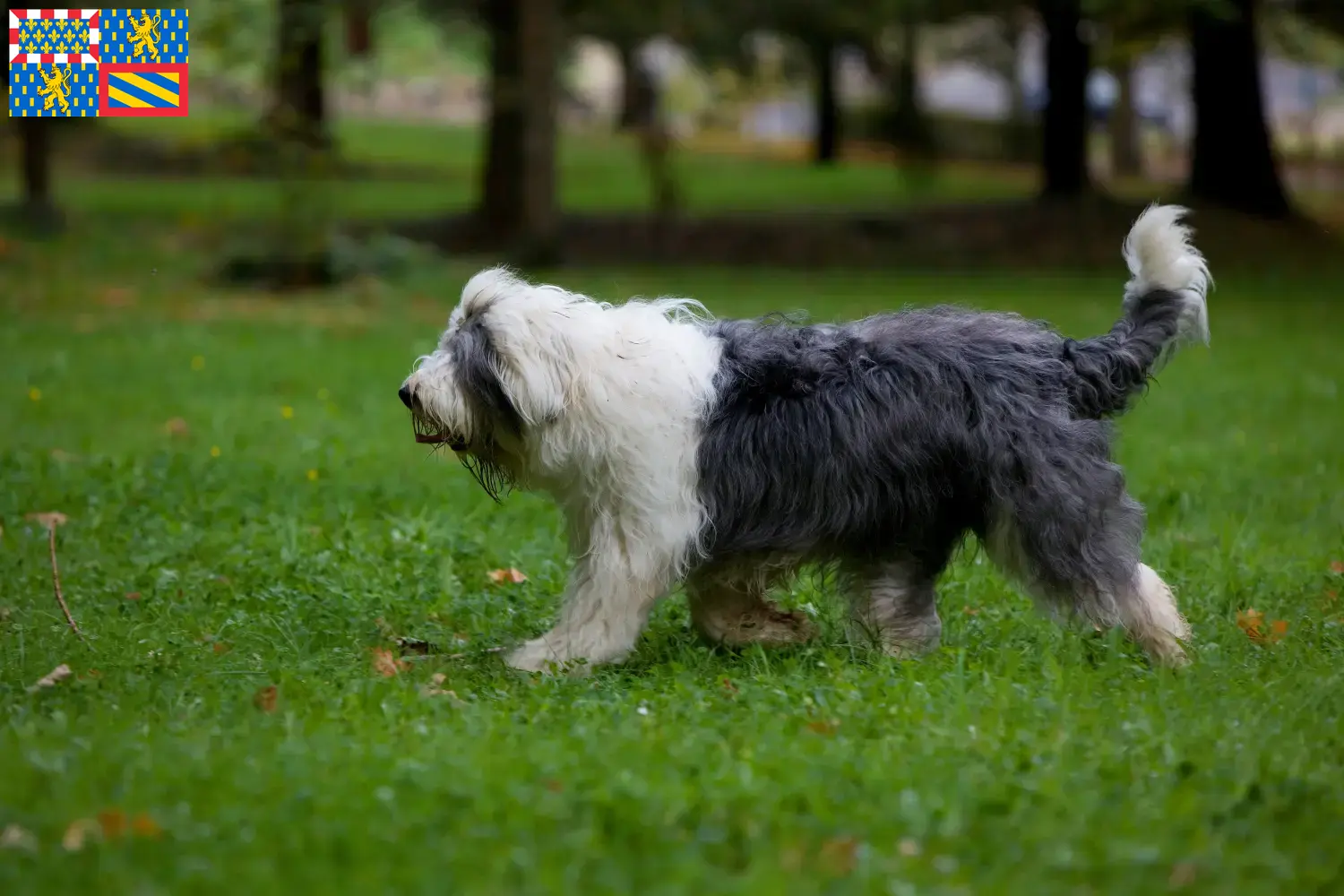 Read more about the article Bobtail breeders and puppies in Bourgogne-Franche-Comté